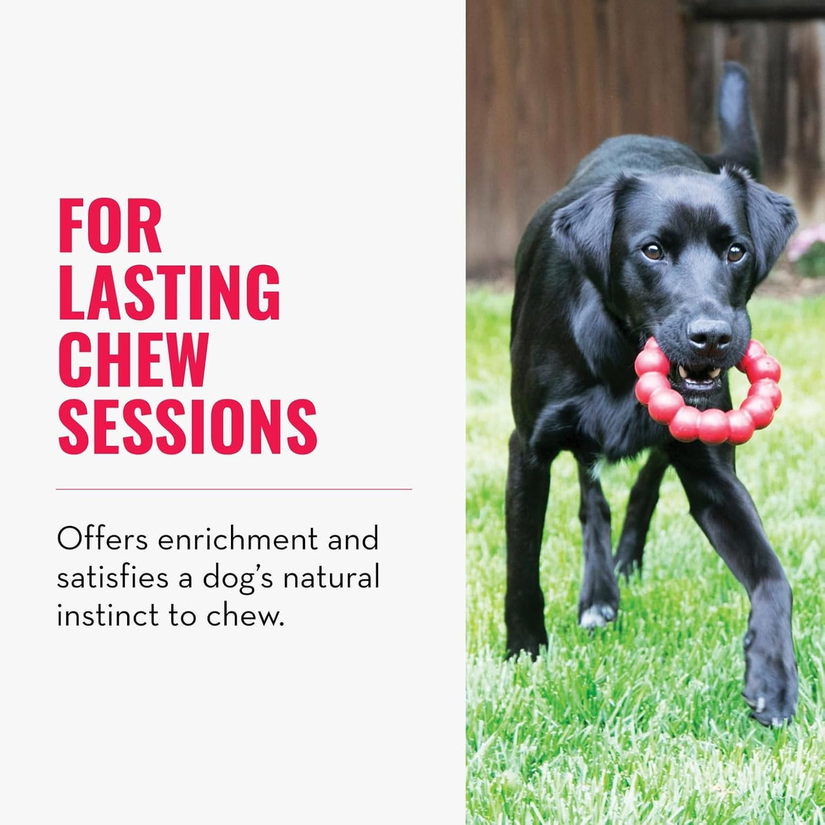 Ring, Natural Rubber Chew Toy for Dental Health, for Extra Large Dogs
